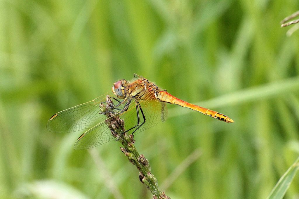 La solita Crocothemis erythraea?